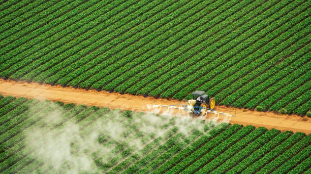 Professional Pest Control in Ladonia, AL