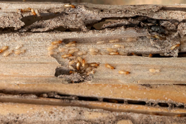 Best Best Pest Control Companies  in Ladonia, AL